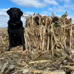 80544990-dce0-4099-bf88-839aa1da3930