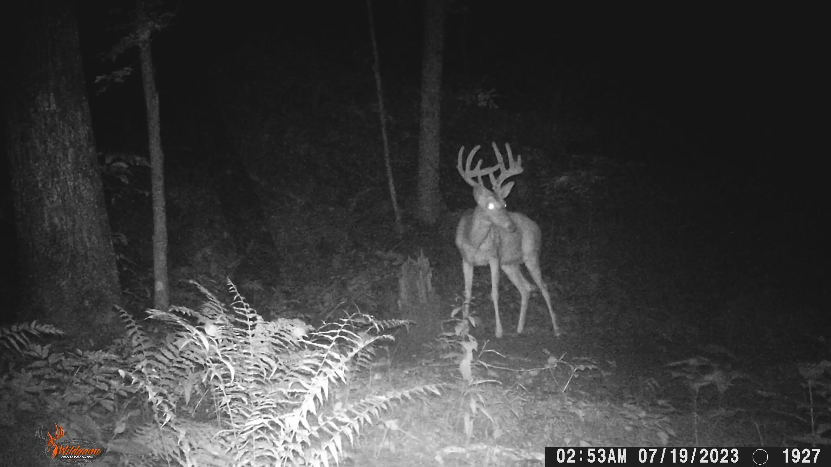 2025 Jackson 32 Ray Bowhunting Ohio Whitetails Ohio Outfitter For 2025-jackson-32-ray-bowhunting-ohio-whitetails-ohio-outfitter-for